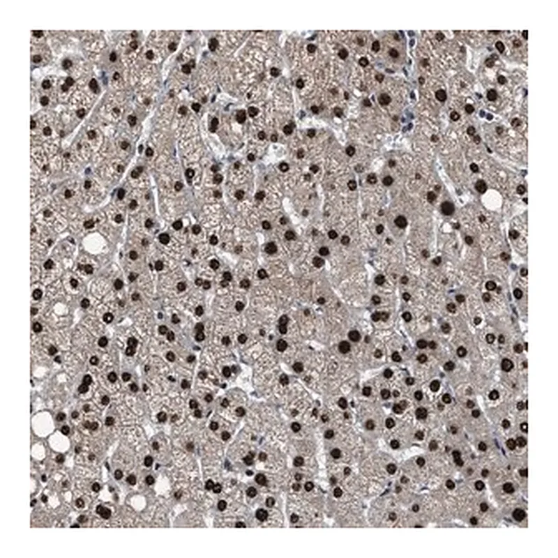 Merck Anti-ZNF20 antibody produced in rabbit