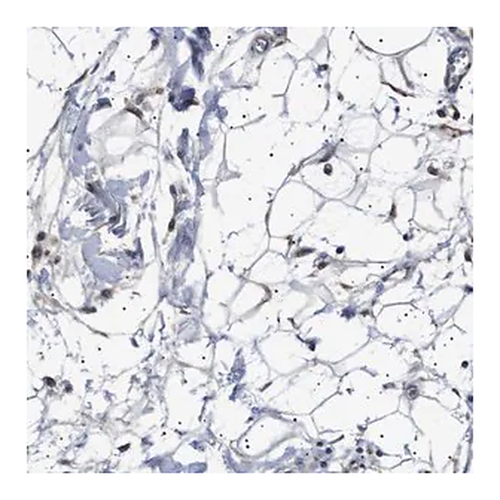 Merck Anti-PTRH1 antibody produced in rabbit