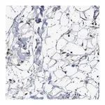 Merck Anti-PTRH1 antibody produced in rabbit