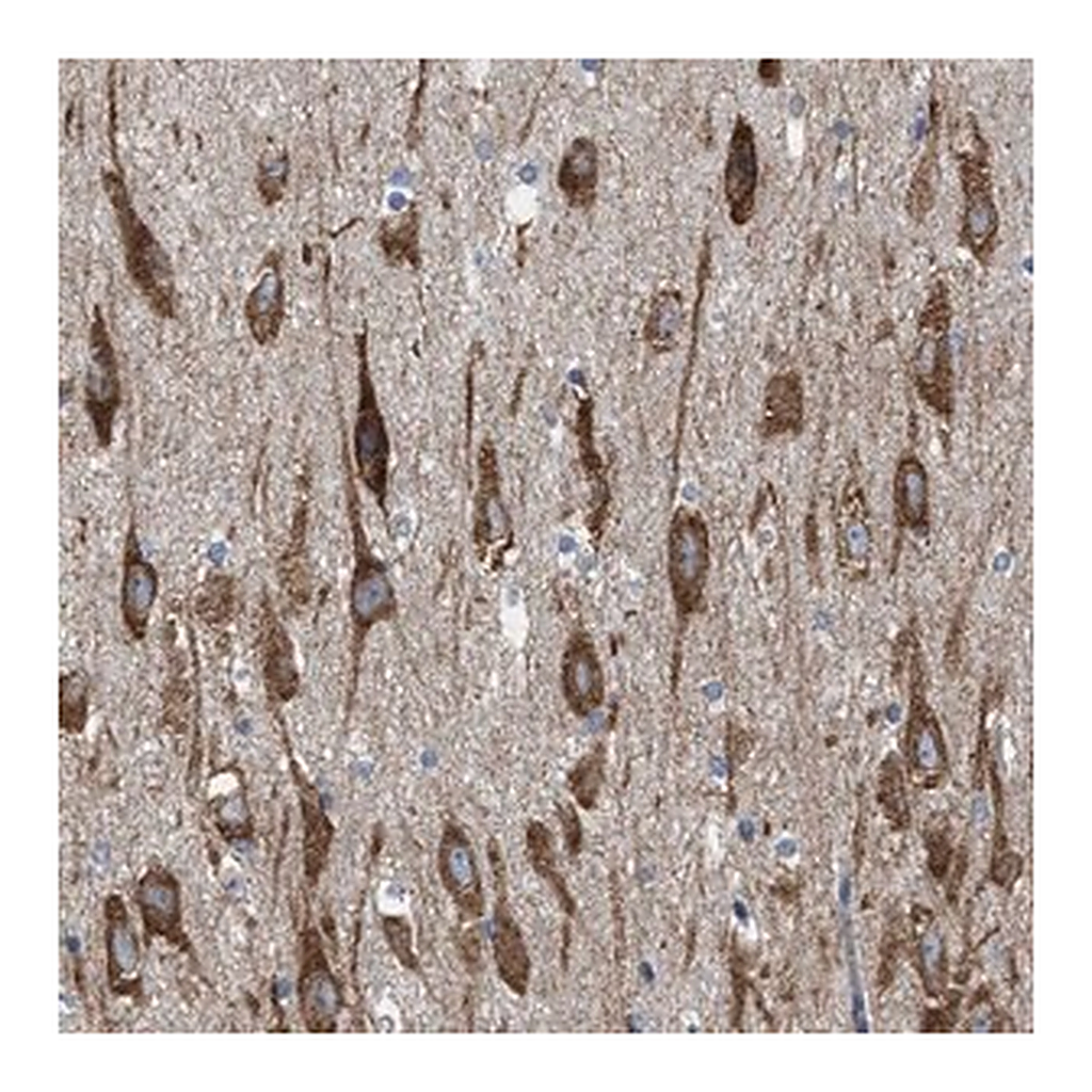 Merck Anti-WDR60 antibody produced in rabbit