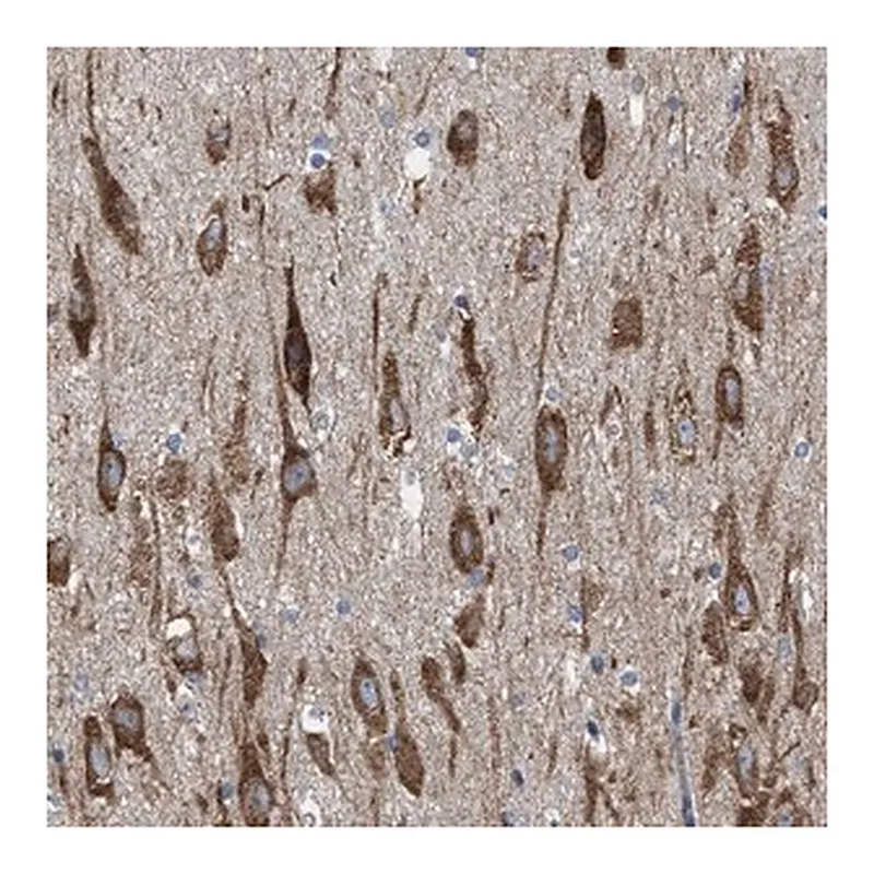 Merck Anti-WDR60 antibody produced in rabbit