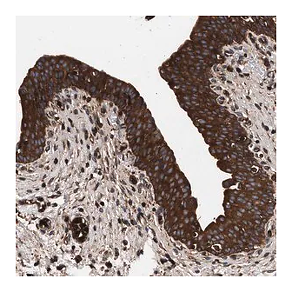 Merck Anti-KYAT1 antibody produced in rabbit