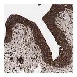 Merck Anti-KYAT1 antibody produced in rabbit