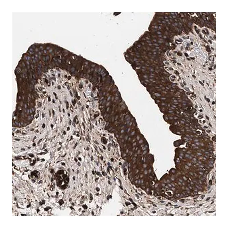 Merck Anti-KYAT1 antibody produced in rabbit