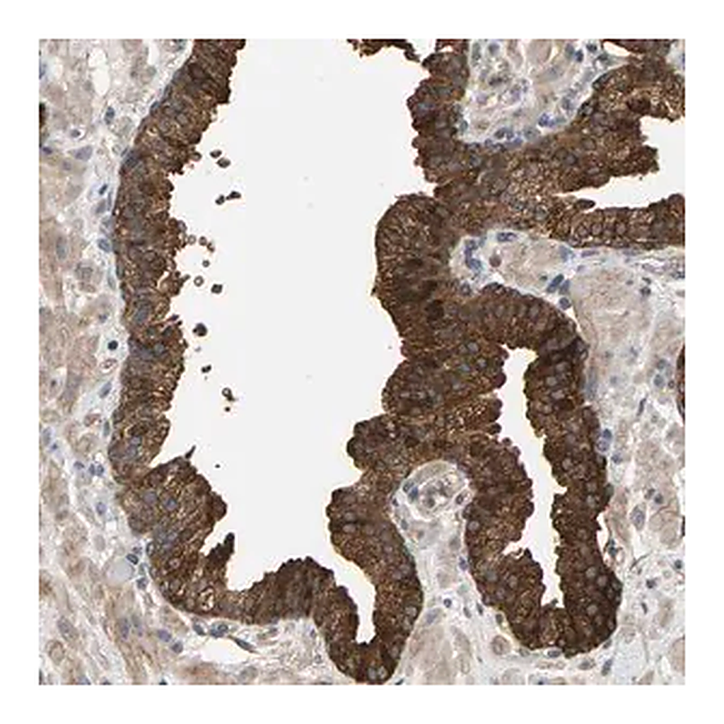 Merck Anti-KRTAP27-1 antibody produced in rabbit