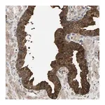 Merck Anti-KRTAP27-1 antibody produced in rabbit