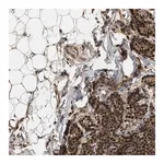 Merck Anti-RUSC2 antibody produced in rabbit