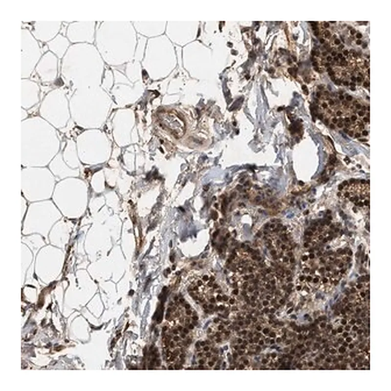 Merck Anti-RUSC2 antibody produced in rabbit