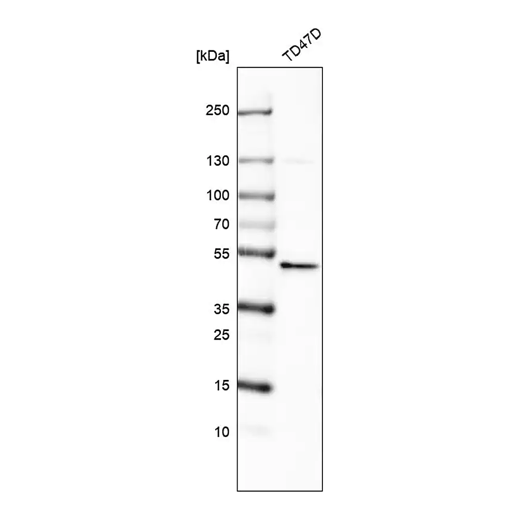Merck Anti-RNF135 antibody produced in rabbit
