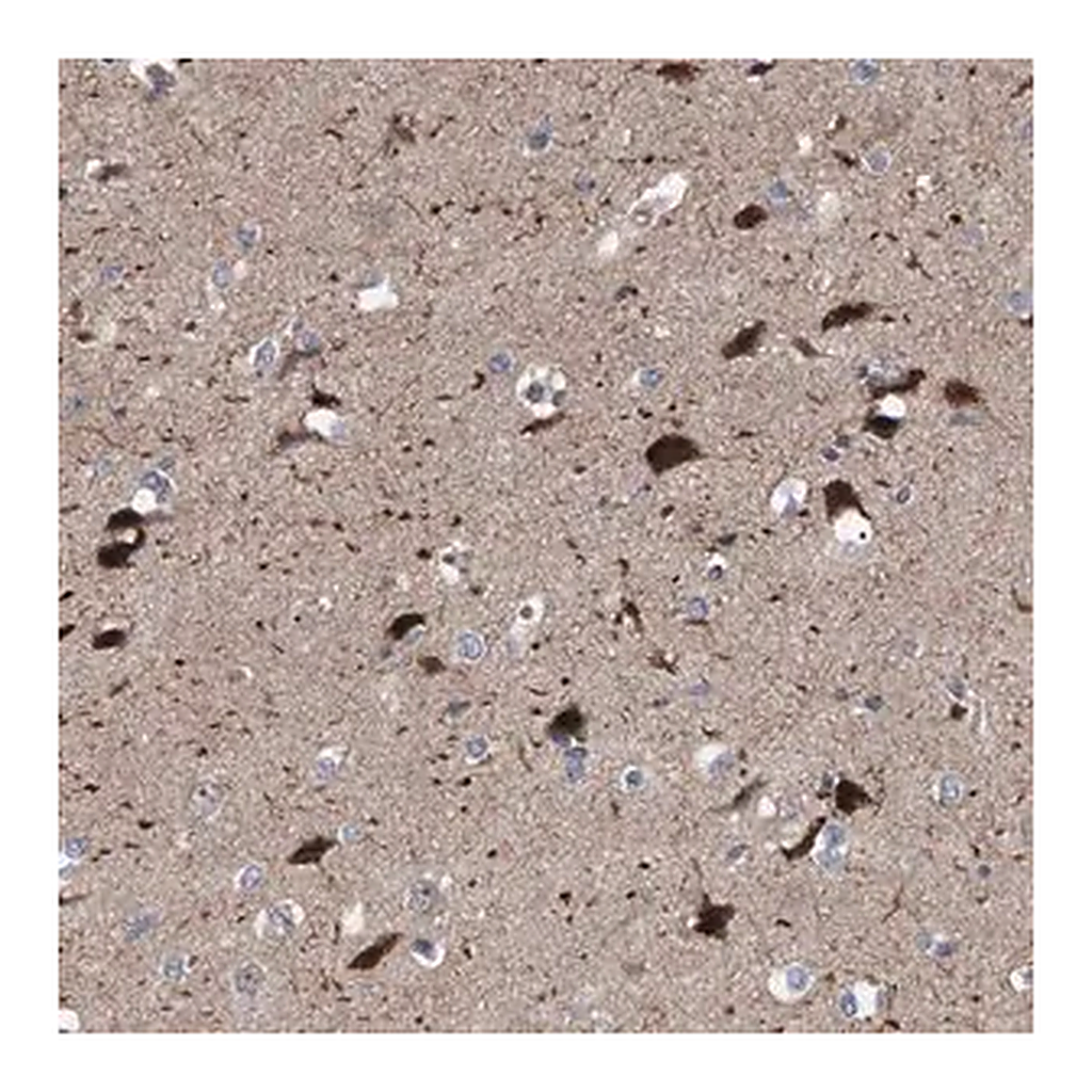 Merck Anti-RBM48 antibody produced in rabbit
