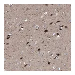 Merck Anti-RBM48 antibody produced in rabbit