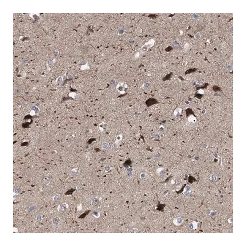 Merck Anti-RBM48 antibody produced in rabbit