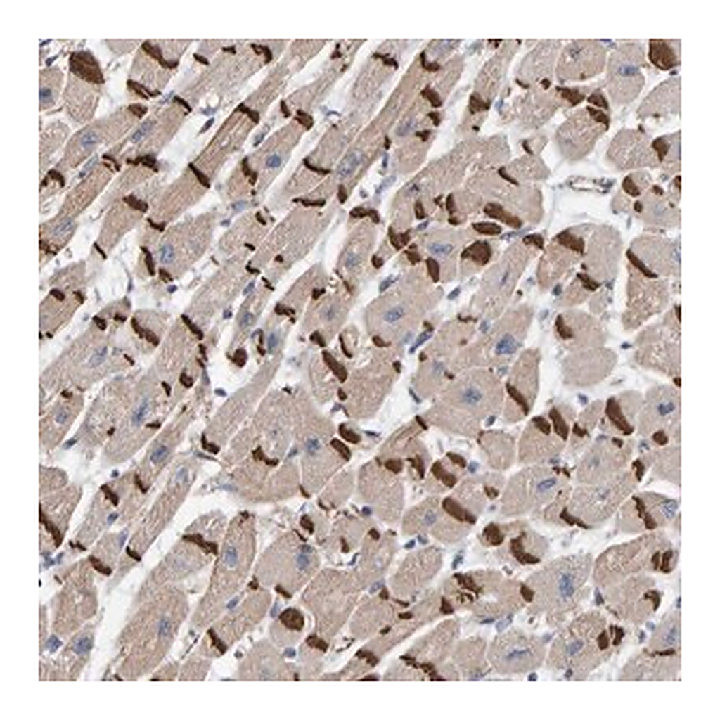 Merck Anti-KRBA2 antibody produced in rabbit