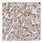 Merck Anti-KRBA2 antibody produced in rabbit