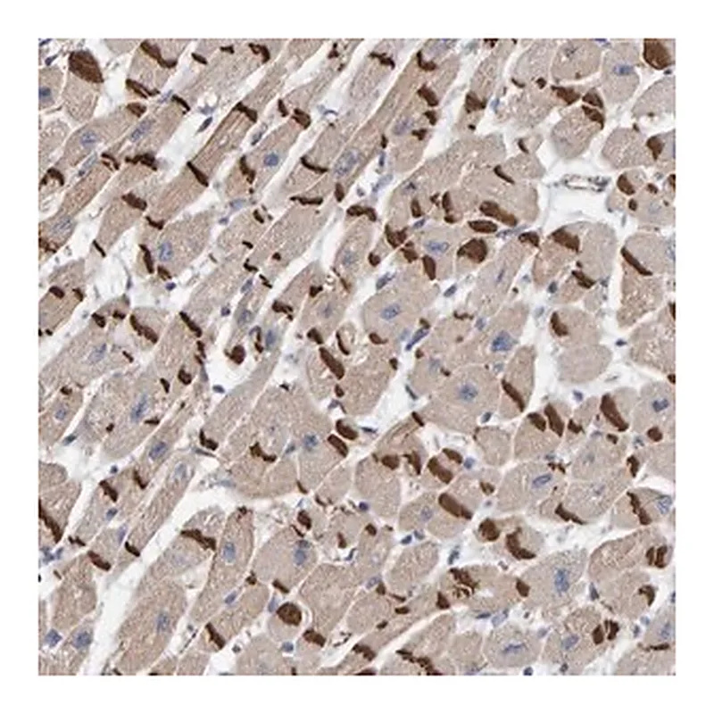 Merck Anti-KRBA2 antibody produced in rabbit