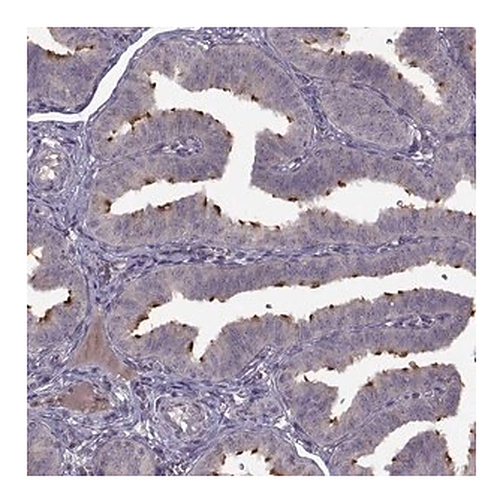 Merck Anti-C9orf116 antibody produced in rabbit