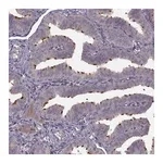 Merck Anti-C9orf116 antibody produced in rabbit