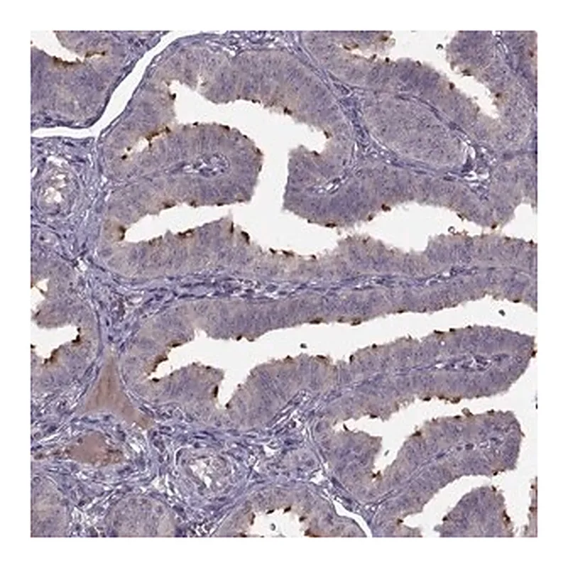 Merck Anti-C9orf116 antibody produced in rabbit