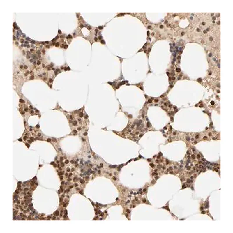 Merck Anti-AARSD1 antibody produced in rabbit