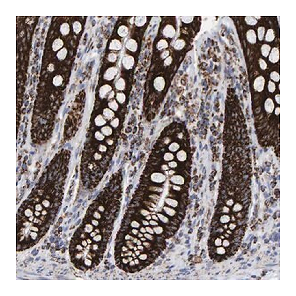 Merck Anti-MRPL12 antibody produced in rabbit