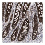 Merck Anti-MRPL12 antibody produced in rabbit