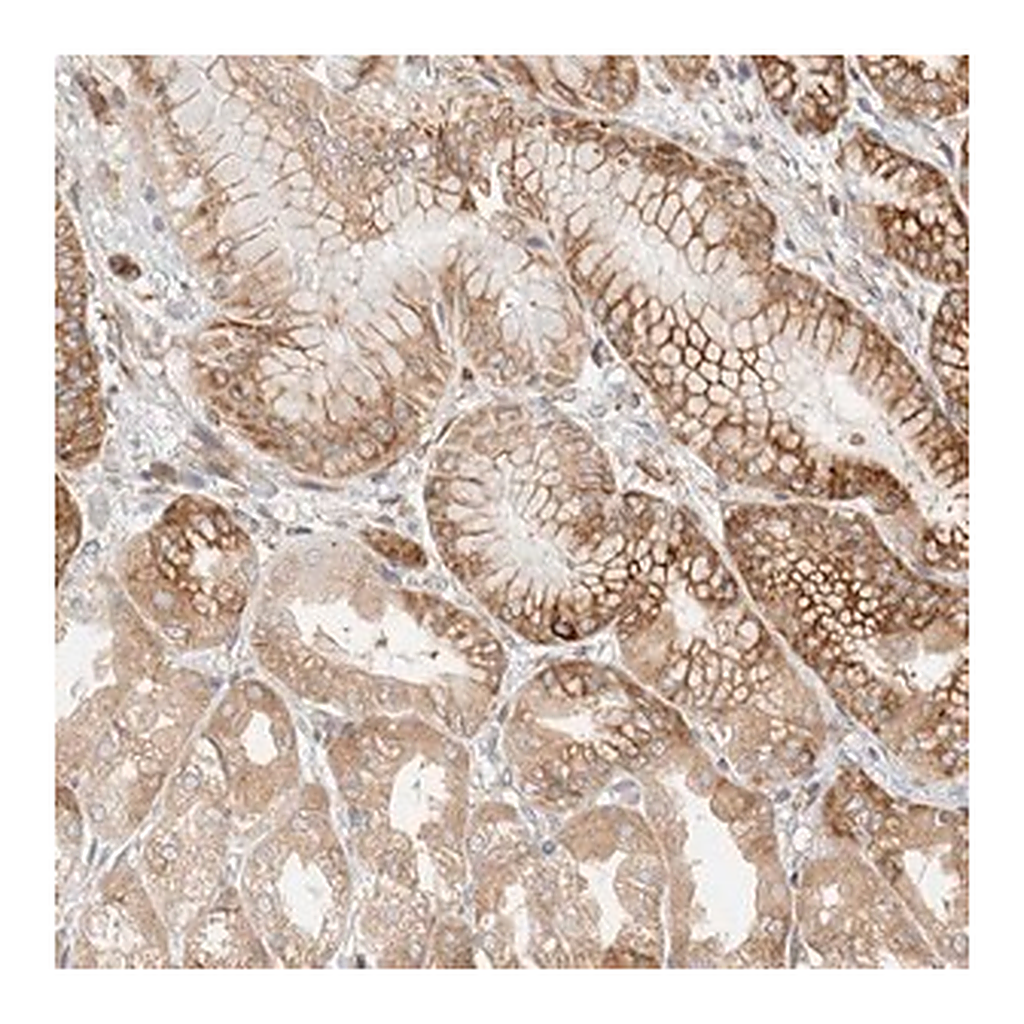 Merck Anti-LLGL2 antibody produced in rabbit