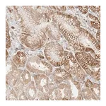 Merck Anti-LLGL2 antibody produced in rabbit