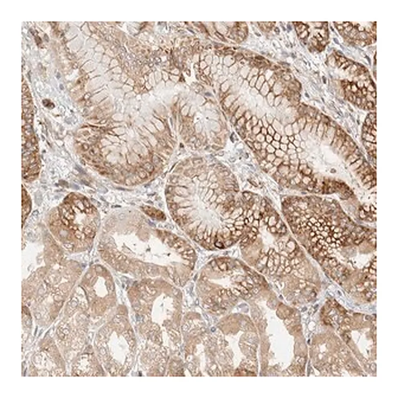 Merck Anti-LLGL2 antibody produced in rabbit