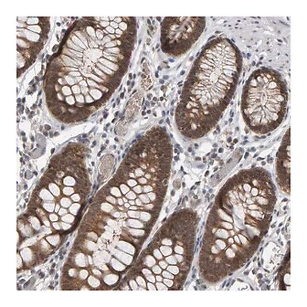 Merck Anti-COASY antibody produced in rabbit
