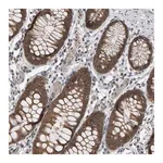 Merck Anti-COASY antibody produced in rabbit