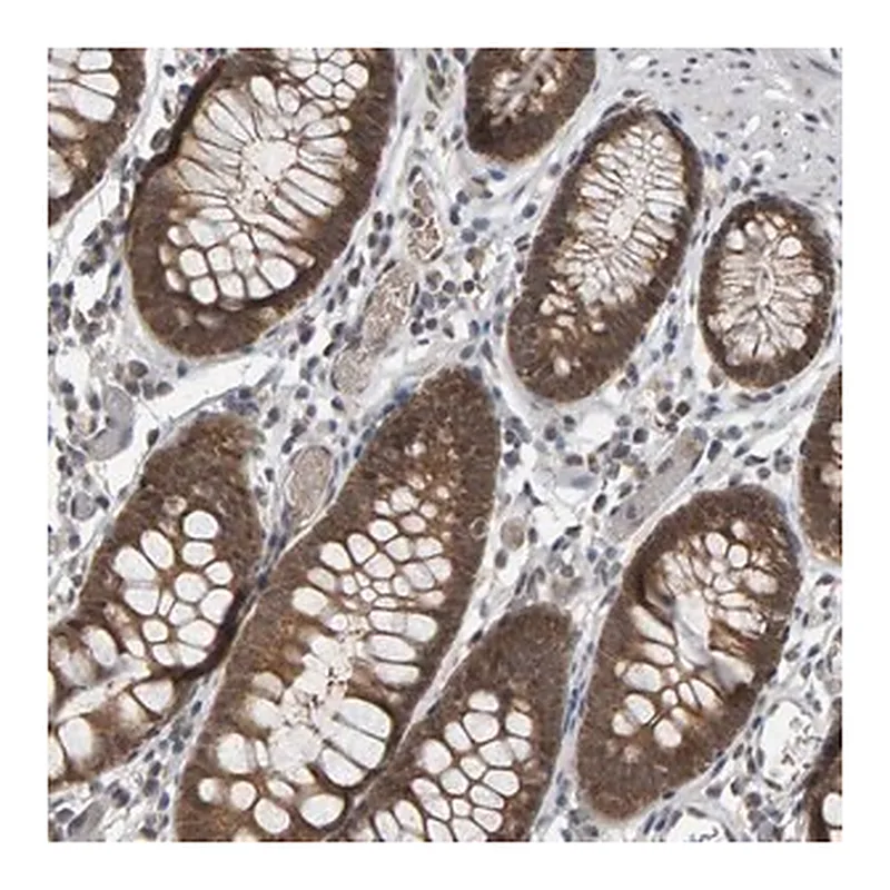 Merck Anti-COASY antibody produced in rabbit