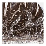Merck Anti-PRR15L antibody produced in rabbit