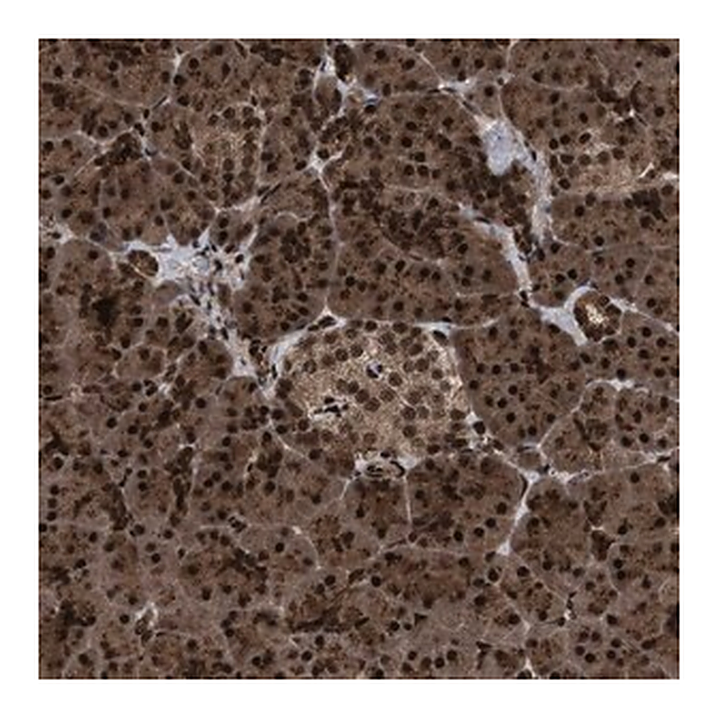 Merck Anti-WIZ antibody produced in rabbit
