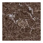 Merck Anti-WIZ antibody produced in rabbit