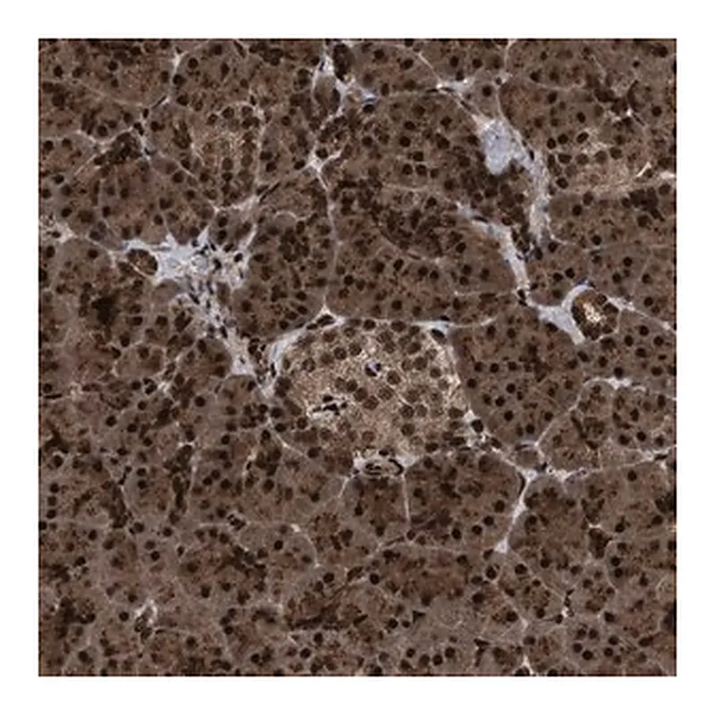 Merck Anti-WIZ antibody produced in rabbit