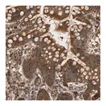 Merck Anti-GSTK1 antibody produced in rabbit