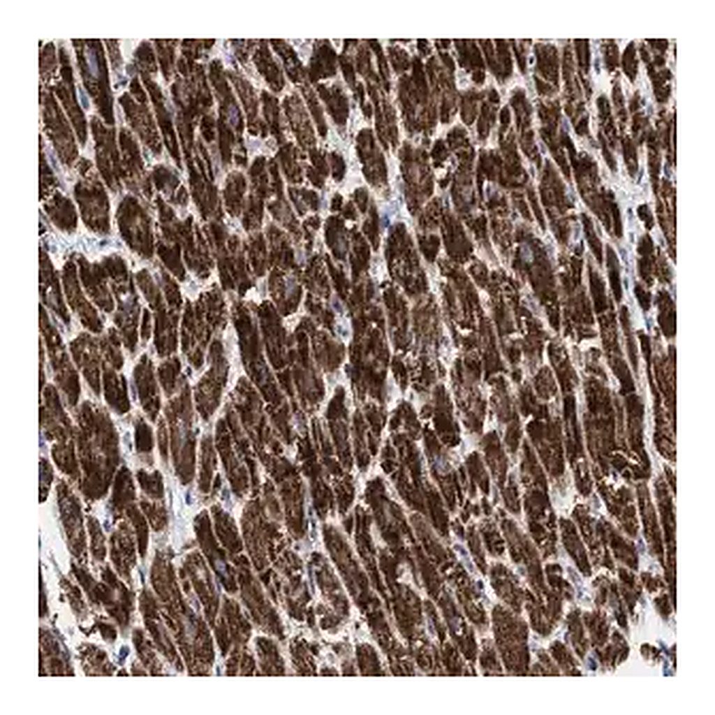 Merck Anti-GGA3 antibody produced in rabbit
