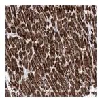 Merck Anti-GGA3 antibody produced in rabbit