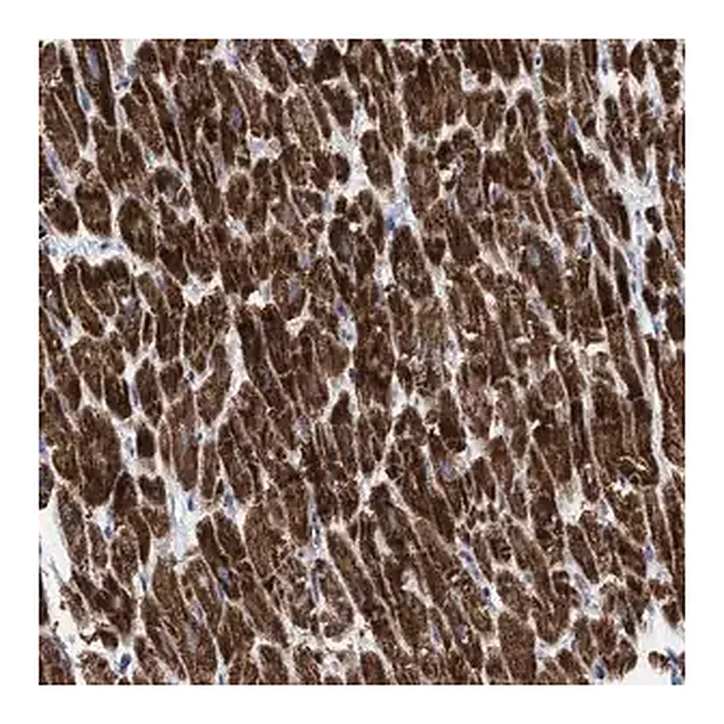 Merck Anti-GGA3 antibody produced in rabbit