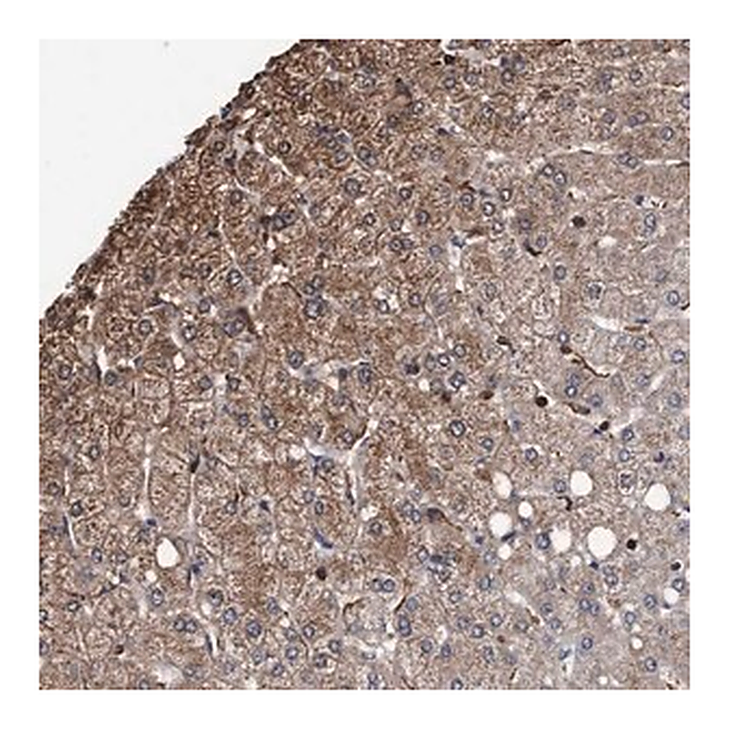 Merck Anti-GRHPR antibody produced in rabbit