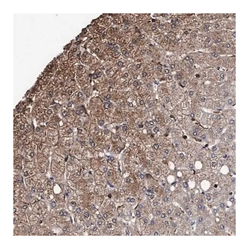 Merck Anti-GRHPR antibody produced in rabbit