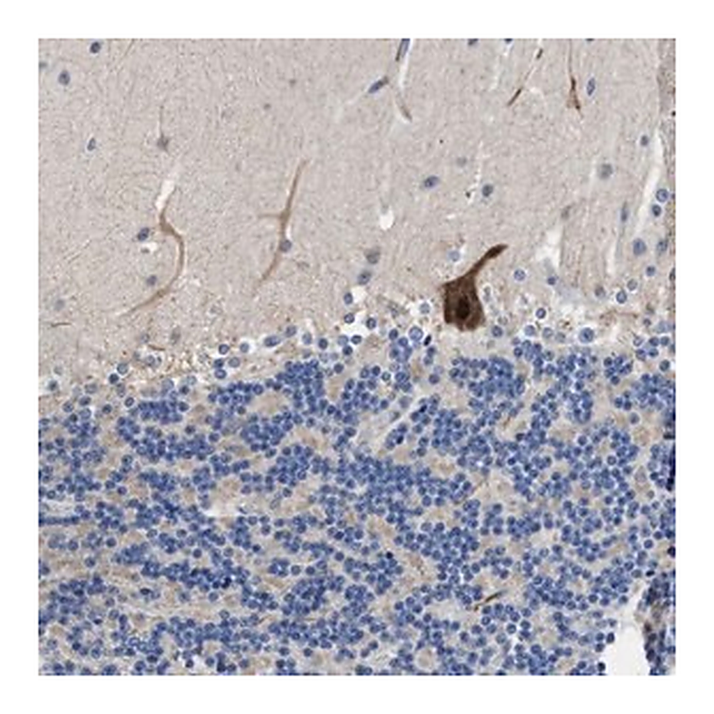 Merck Anti-DHRS13 antibody produced in rabbit