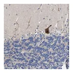 Merck Anti-DHRS13 antibody produced in rabbit