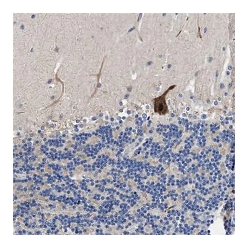Merck Anti-DHRS13 antibody produced in rabbit
