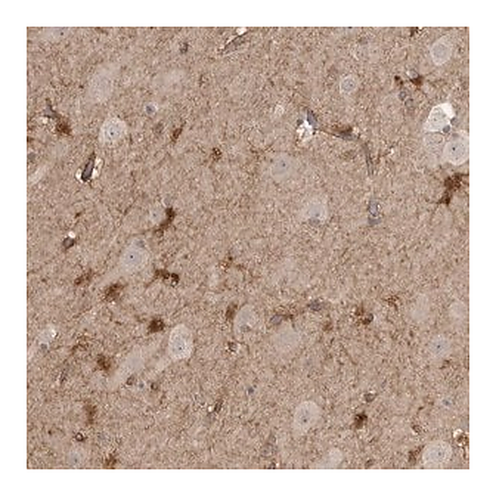 Merck Anti-LLGL1 antibody produced in rabbit