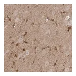 Merck Anti-LLGL1 antibody produced in rabbit
