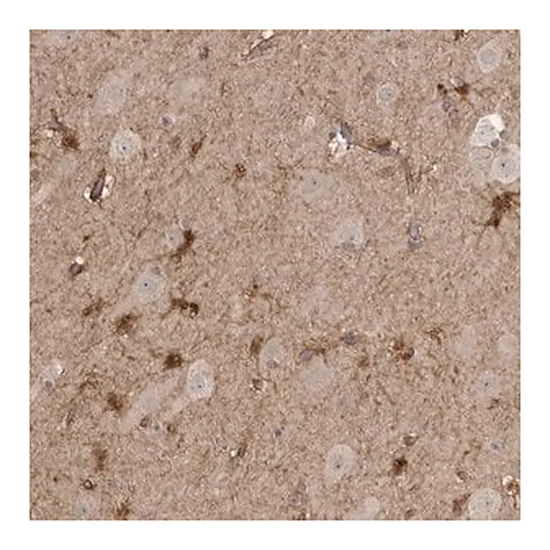 Merck Anti-LLGL1 antibody produced in rabbit