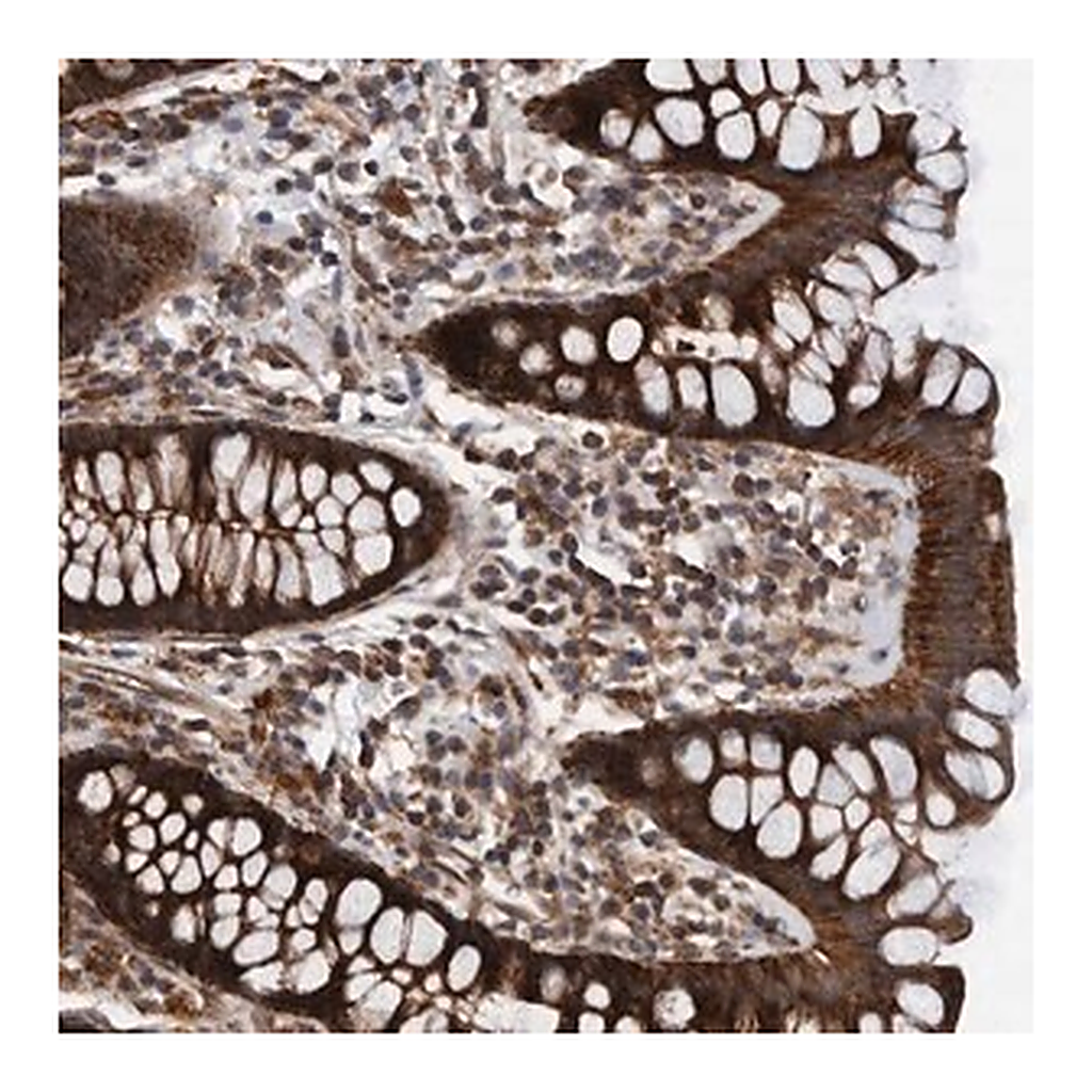 Merck Anti-MRPS7 antibody produced in rabbit