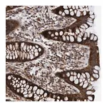 Merck Anti-MRPS7 antibody produced in rabbit