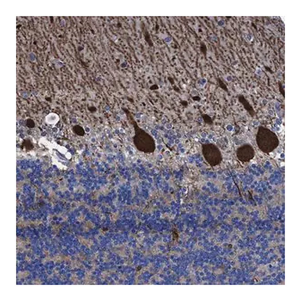 Merck Anti-TXNDC17 antibody produced in rabbit